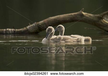"Mute Swan (Cygnus olor), two young birds on water, Bergisches Land, North Rhine-Westphalia, Germany, Europe" View Large Photo Image Stock Image - "Mute Swan (Cygnus olor), two young birds on water, Bergisches Land, North Rhine-Westphalia, Germany, Europe". Fotosearch