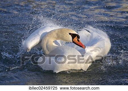 "Mute swan (Cygnus olor), Tyrol, Austria, Europe" View Large Photo Image Stock Photography - "Mute swan (Cygnus olor), Tyrol, Austria, Europe". Fotosearch