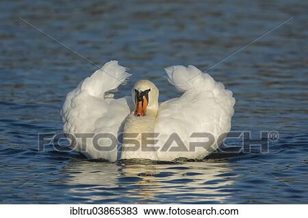 "Mute Swan (Cygnus olor), Upper Austria, Austria, Europe" View Large Photo Image Stock Image - "Mute Swan (Cygnus olor), Upper Austria, Austria, Europe". Fotosearch