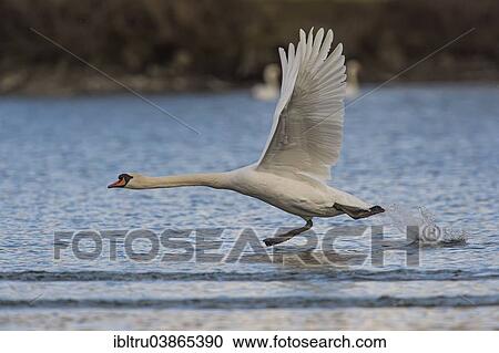"Mute Swan (Cygnus olor), Upper Austria, Austria, Europe" View Large Photo Image Stock Image - "Mute Swan (Cygnus olor), Upper Austria, Austria, Europe". Fotosearch