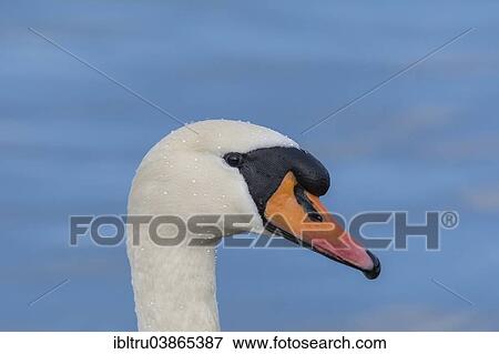 "Mute Swan (Cygnus olor), Upper Austria, Austria, Europe" View Large Photo Image Stock Photo - "Mute Swan (Cygnus olor), Upper Austria, Austria, Europe". Fotosearch