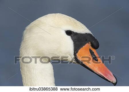 "Mute Swan (Cygnus olor), Upper Austria, Austria, Europe" View Large Photo Image Stock Photo - "Mute Swan (Cygnus olor), Upper Austria, Austria, Europe". Fotosearch
