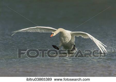 "Mute Swan (Cygnus olor), Upper Austria, Austria, Europe" View Large Photo Image Stock Photo - "Mute Swan (Cygnus olor), Upper Austria, Austria, Europe". Fotosearch