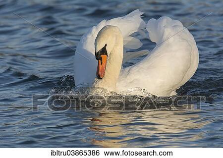 "Mute Swan (Cygnus olor), Upper Austria, Austria, Europe" View Large Photo Image Stock Photograph - "Mute Swan (Cygnus olor), Upper Austria, Austria, Europe". Fotosearch