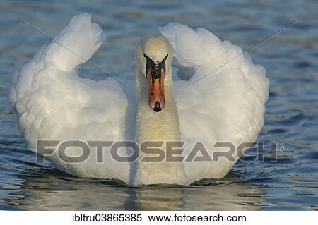 "Mute Swan (Cygnus olor), Upper Austria, Austria, Europe" View Large Photo Image Stock Photography - "Mute Swan (Cygnus olor), Upper Austria, Austria, Europe". Fotosearch