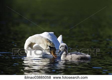 Stock Photo - "Mute Swan (Cygnus olor) with a cygnet, Schleswig-Holstein, Germany, Europe". Fotosearch