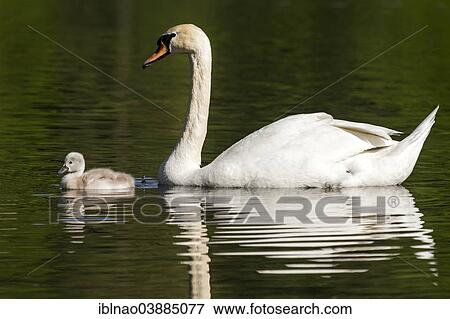 "Mute Swan (Cygnus olor) with a cygnet, Schleswig-Holstein, Germany, Europe" View Large Photo Image Stock Photo - "Mute Swan (Cygnus olor) with a cygnet, Schleswig-Holstein, Germany, Europe". Fotosearch