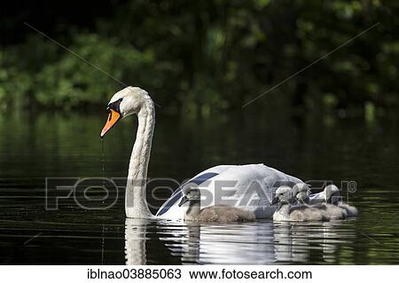 Stock Image - "Mute Swan (Cygnus olor) with cygnets, Schleswig-Holstein, Germany, Europe". Fotosearch