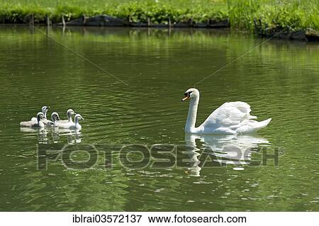 "Mute Swan (Cygnus olor) with young birds, Central Canal, Schleissheim Palace complex, Oberschleissheim, Upper Bavaria, Bavaria, Germany, Europe" View Large Photo Image Stock Photo - "Mute Swan (Cygnus olor) with young birds, Central Canal, Schleissheim Palace complex, Oberschleissheim, Upper Bavaria, Bavaria, Germany, Europe". Fotosearch