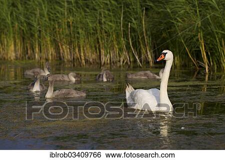 "Mute Swans (Cygnus olor), adult with cygnets, Trelleborg, Scania, Sweden, Europe" View Large Photo Image Stock Photograph - "Mute Swans (Cygnus olor), adult with cygnets, Trelleborg, Scania, Sweden, Europe". Fotosearch