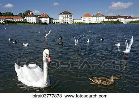 "Mute swans (Cygnus olor) and other water birds on the palace canal, behind the east side of Nymphenburg Palace, Munich, Upper Bavaria, Bavaria, Germany, Europe" View Large Photo Image Stock Photo - "Mute swans (Cygnus olor) and other water birds on the palace canal, behind the east side of Nymphenburg Palace, Munich, Upper Bavaria, Bavaria, Germany, Europe". Fotosearch