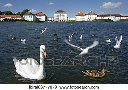 "Mute swans (Cygnus olor) and other water birds on the palace canal, behind the east side of Nymphenburg Palace, Munich, Upper Bavaria, Bavaria, Germany, Europe" View Large Photo Image Stock Photo - "Mute swans (Cygnus olor) and other water birds on the palace canal, behind the east side of Nymphenburg Palace, Munich, Upper Bavaria, Bavaria, Germany, Europe". Fotosearch