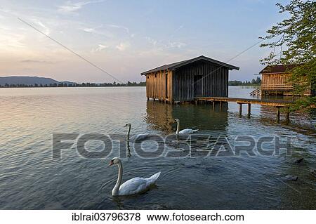 "Mute Swans (Cygnus olor), boathouses on Lake Kochel in the evening light, near Kochel am See, Upper Bavaria, Bavaria, Germany, Europe" View Large Photo Image Stock Photo - "Mute Swans (Cygnus olor), boathouses on Lake Kochel in the evening light, near Kochel am See, Upper Bavaria, Bavaria, Germany, Europe". Fotosearch