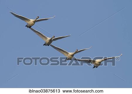 Stock Image - "Mute Swans (Cygnus olor) flying, Mecklenburg-Western Pomerania, Germany, Europe". Fotosearch