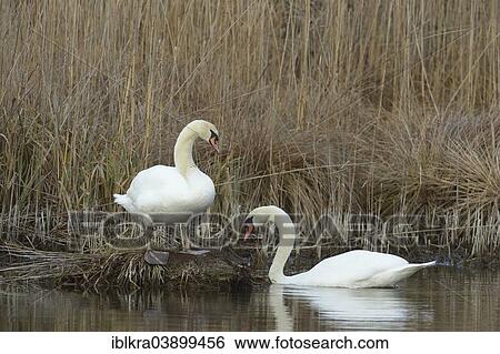 "Mute Swans (Cygnus olor), Lobau, Danube-Auen National Park, Lower Austria, Austria, Europe" View Large Photo Image Stock Photograph - "Mute Swans (Cygnus olor), Lobau, Danube-Auen National Park, Lower Austria, Austria, Europe". Fotosearch
