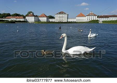 "Mute swans (Cygnus olor) on the palace canal, behind the east side of Nymphenburg Palace, Munich, Upper Bavaria, Bavaria, Germany, Europe" View Large Photo Image Stock Photo - "Mute swans (Cygnus olor) on the palace canal, behind the east side of Nymphenburg Palace, Munich, Upper Bavaria, Bavaria, Germany, Europe". Fotosearch