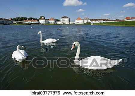 Stock Photograph - "Mute swans (Cygnus olor) on the palace canal, behind the east side of Nymphenburg Palace, Munich, Upper Bavaria, Bavaria, Germany, Europe". Fotosearch