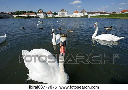 "Mute swans (Cygnus olor) on the palace canal, behind the east side of Nymphenburg Palace, Munich, Upper Bavaria, Bavaria, Germany, Europe" View Large Photo Image Stock Photography - "Mute swans (Cygnus olor) on the palace canal, behind the east side of Nymphenburg Palace, Munich, Upper Bavaria, Bavaria, Germany, Europe". Fotosearch