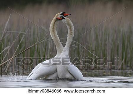 "Mute Swans (Cygnus olor), pair during a mating dance, Muritz area, Mecklenburg Lake District, Mecklenburg-Western Pomerania, Germany, Europe" View Large Photo Image Stock Photograph - "Mute Swans (Cygnus olor), pair during a mating dance, Muritz area, Mecklenburg Lake District, Mecklenburg-Western Pomerania, Germany, Europe". Fotosearch