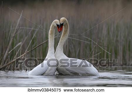 "Mute Swans (Cygnus olor), pair during a mating dance, Muritz area, Mecklenburg Lake District, Mecklenburg-Western Pomerania, Germany, Europe" View Large Photo Image Stock Photography - "Mute Swans (Cygnus olor), pair during a mating dance, Muritz area, Mecklenburg Lake District, Mecklenburg-Western Pomerania, Germany, Europe". Fotosearch