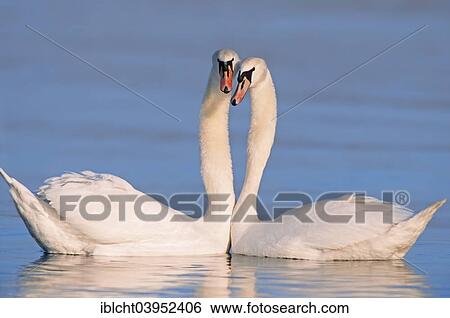 Stock Photograph - "Mute Swans (Cygnus olor) pair courting, North Rhine-Westphalia, Germany, Europe". Fotosearch
