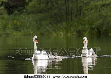 Stock Image - "Mute Swans (Cygnus olor) with cygnets, Schleswig-Holstein, Germany, Europe". Fotosearch