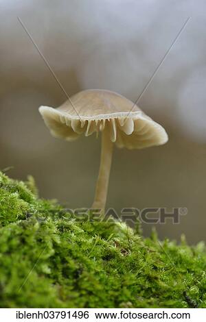"Mycena or Bonnet (Mycena sp. ), Emsland, Lower Saxony, Germany, Europe" View Large Photo Image Stock Photograph - "Mycena or Bonnet (Mycena sp. ), Emsland, Lower Saxony, Germany, Europe". Fotosearch