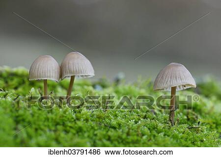"Mycenas or Bonnets (Mycena sp. ), Emsland, Lower Saxony, Germany, Europe" View Large Photo Image Stock Photograph - "Mycenas or Bonnets (Mycena sp. ), Emsland, Lower Saxony, Germany, Europe". Fotosearch