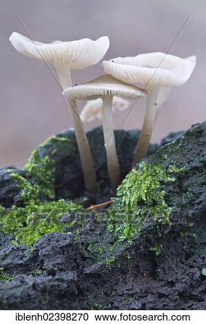 "Mycenoid mushrooms (Mycena sp. ), Tinner Loh nature reserve, Haren, Emsland, Lower Saxony, Germany, Europe" View Large Photo Image Stock Image - "Mycenoid mushrooms (Mycena sp. ), Tinner Loh nature reserve, Haren, Emsland, Lower Saxony, Germany, Europe". Fotosearch