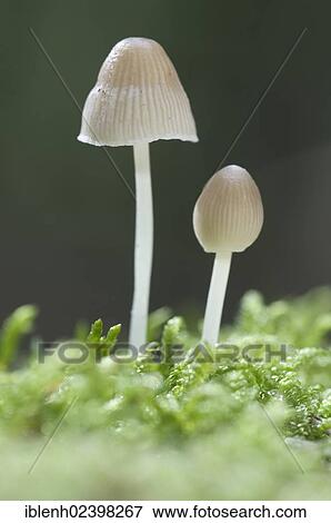 Stock Photo - "Mycenoid mushrooms (Mycena sp. ), Tinner Loh nature reserve, Haren, Emsland, Lower Saxony, Germany, Europe". Fotosearch
