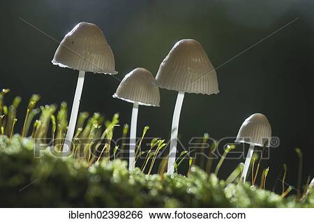 "Mycenoid mushrooms (Mycena sp. ), Tinner Loh nature reserve, Haren, Emsland, Lower Saxony, Germany, Europe" View Large Photo Image Stock Photograph - "Mycenoid mushrooms (Mycena sp. ), Tinner Loh nature reserve, Haren, Emsland, Lower Saxony, Germany, Europe". Fotosearch
