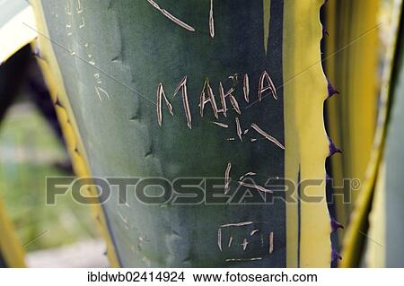 Name Maria etched into an agave, at the Mount of Olives, Jerusalem, Israel, Middle East, Asia View Large Photo Image Picture - Name Maria etched into an agave, at the Mount of Olives, Jerusalem, Israel, Middle East, Asia. Fotosearch