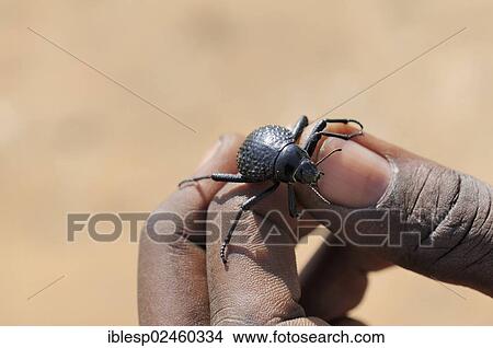 Picture - "Namib Desert Beetle (Onymacris unguicularis) on a hand, Tsisab Gorge, Brandberg, Damaraland, Namibia, Africa". Fotosearch