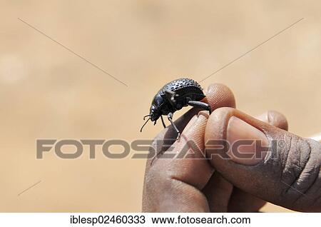 Stock Image - "Namib Desert Beetle (Onymacris unguicularis) on a hand, Tsisab Gorge, Brandberg, Damaraland, Namibia, Africa". Fotosearch