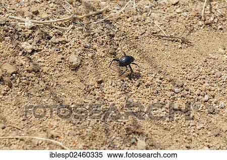 Stock Photography - "Namib Desert Beetle (Onymacris unguicularis) Tsisab Gorge, Brandberg, Damaraland, Namibia, Africa". Fotosearch