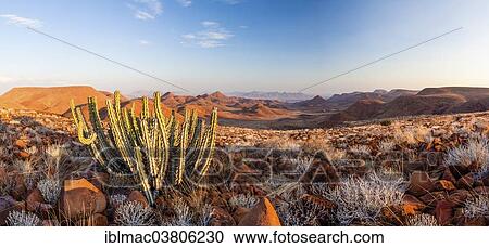 Stock Image - "Namibian Poison Spurge or Gifboom (Euphorbia Virosa), Damaraland, Krone Canyon, Namibia, Africa". Fotosearch