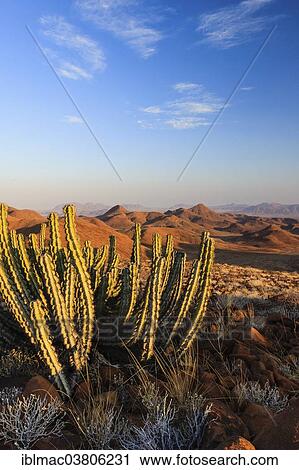 "Namibian Poison Spurge or Gifboom (Euphorbia Virosa), Damaraland, Krone Canyon, Namibia, Africa" View Large Photo Image Stock Image - "Namibian Poison Spurge or Gifboom (Euphorbia Virosa), Damaraland, Krone Canyon, Namibia, Africa". Fotosearch