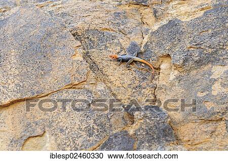 Stock Image - "Namibian Rock Agama (Agama planiceps) Tsisab Gorge, Brandberg, Damaraland, Namibia, Africa". Fotosearch
