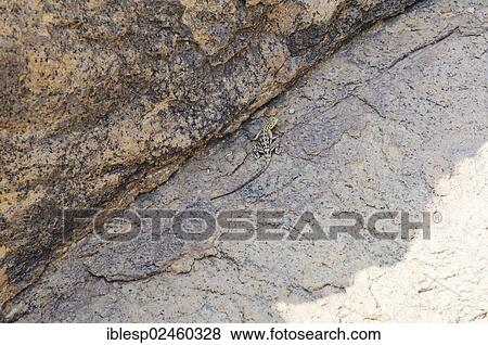 "Namibian Rock Agama (Agama planiceps) Tsisab Gorge, Brandberg, Damaraland, Namibia, Africa" View Large Photo Image Stock Photo - "Namibian Rock Agama (Agama planiceps) Tsisab Gorge, Brandberg, Damaraland, Namibia, Africa". Fotosearch