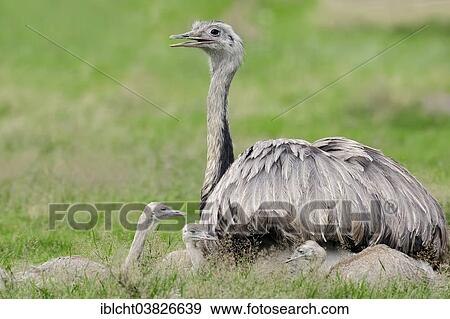 Stock Photo - "Nandu (Rhea americana), female with young birds, native to South America, captive, Germany, Europe". Fotosearch