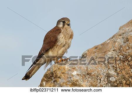 "Nankeen Kestrel (Falco cenchroides), adult female, perched on rock, The Pinnacles, Nambung National Park, Western Australia, Australia, Oceania" View Large Photo Image Stock Image - "Nankeen Kestrel (Falco cenchroides), adult female, perched on rock, The Pinnacles, Nambung National Park, Western Australia, Australia, Oceania". Fotosearch