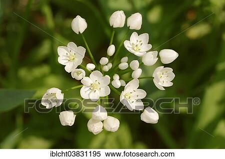 Stock Photography - "Naples Garlic (Allium neapolitanum), flowers, Provence, Southern France, France, Europe". Fotosearch