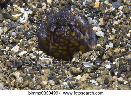 "Napoleon snake eel (Ophichthus bonaparti), Palawan, Mimaropa, Philippines, Asia" View Large Photo Image Stock Photo - "Napoleon snake eel (Ophichthus bonaparti), Palawan, Mimaropa, Philippines, Asia". Fotosearch