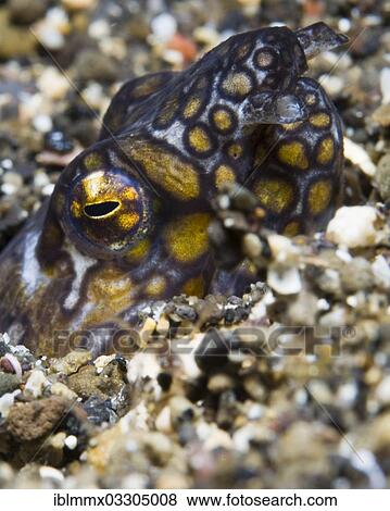 "Napoleon snake eel (Ophichthus bonaparti), Palawan, Mimaropa, Philippines, Asia" View Large Photo Image Stock Photo - "Napoleon snake eel (Ophichthus bonaparti), Palawan, Mimaropa, Philippines, Asia". Fotosearch