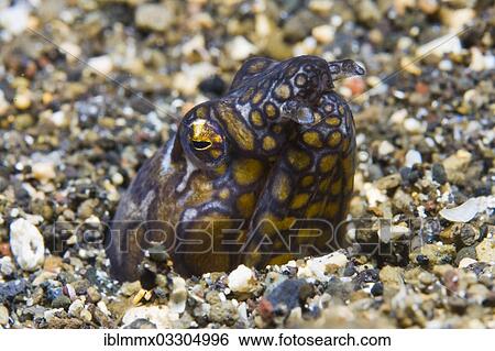 "Napoleon snake eel (Ophichthus bonaparti), Palawan, Mimaropa, Philippines, Asia" View Large Photo Image Stock Photograph - "Napoleon snake eel (Ophichthus bonaparti), Palawan, Mimaropa, Philippines, Asia". Fotosearch