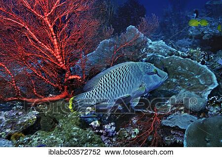 "Napoleon Wrasse or Humphead Wrasse (Cheilinus undulatus) with cleaner wrasses, Raja Ampat, West Papua, Indonesia, Asia" View Large Photo Image Stock Image - "Napoleon Wrasse or Humphead Wrasse (Cheilinus undulatus) with cleaner wrasses, Raja Ampat, West Papua, Indonesia, Asia". Fotosearch