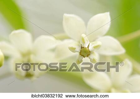 "Narrow-leaf Cotton Bush or Milkweed (Gomphocarpus fruticosus, Asclepias fruticosa), flower, native to southern Africa, eastern Africa and the Arabian Peninsula" View Large Photo Image Stock Image - "Narrow-leaf Cotton Bush or Milkweed (Gomphocarpus fruticosus, Asclepias fruticosa), flower, native to southern Africa, eastern Africa and the Arabian Peninsula". Fotosearch