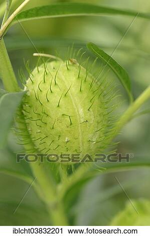 "Narrow-leaf Cotton Bush or Milkweed (Gomphocarpus fruticosus, Asclepias fruticosa), fruit, native to southern Africa, eastern Africa and the Arabian Peninsula" View Large Photo Image Stock Image - "Narrow-leaf Cotton Bush or Milkweed (Gomphocarpus fruticosus, Asclepias fruticosa), fruit, native to southern Africa, eastern Africa and the Arabian Peninsula". Fotosearch