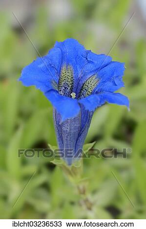 "Narrow-leaved Gentian (Gentiana angustifolia), Bavaria, Germany, Europe" View Large Photo Image Stock Image - "Narrow-leaved Gentian (Gentiana angustifolia), Bavaria, Germany, Europe". Fotosearch