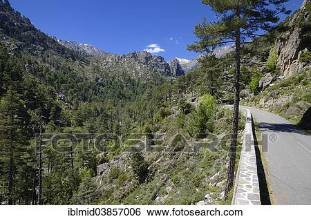 "Narrow street in Restonica Valley, Gorges de la Restonica, Parc naturel regional de Corse, near Corte, Corsica, France, Europe" View Large Photo Image Stock Photograph - "Narrow street in Restonica Valley, Gorges de la Restonica, Parc naturel regional de Corse, near Corte, Corsica, France, Europe". Fotosearch